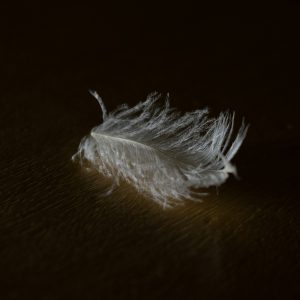 vjekoslav domanovic NJHoWhQou unsplash